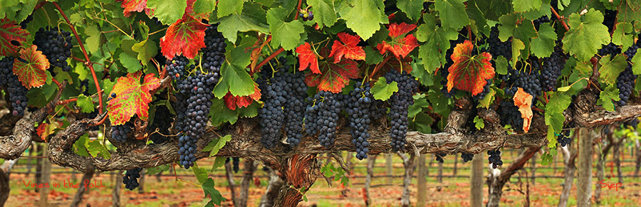 vines in the fall